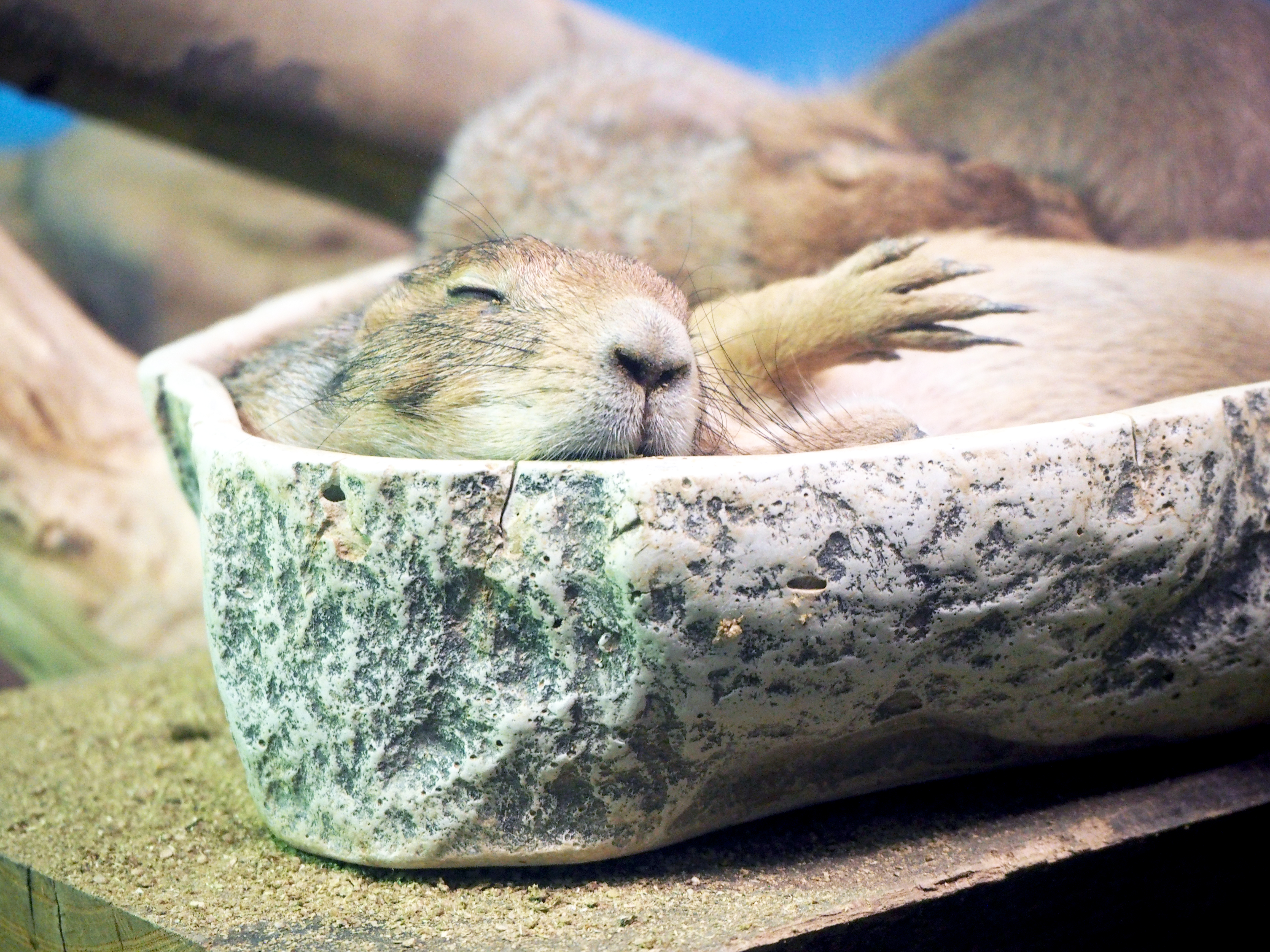 OLYMPUS DIGITAL CAMERA