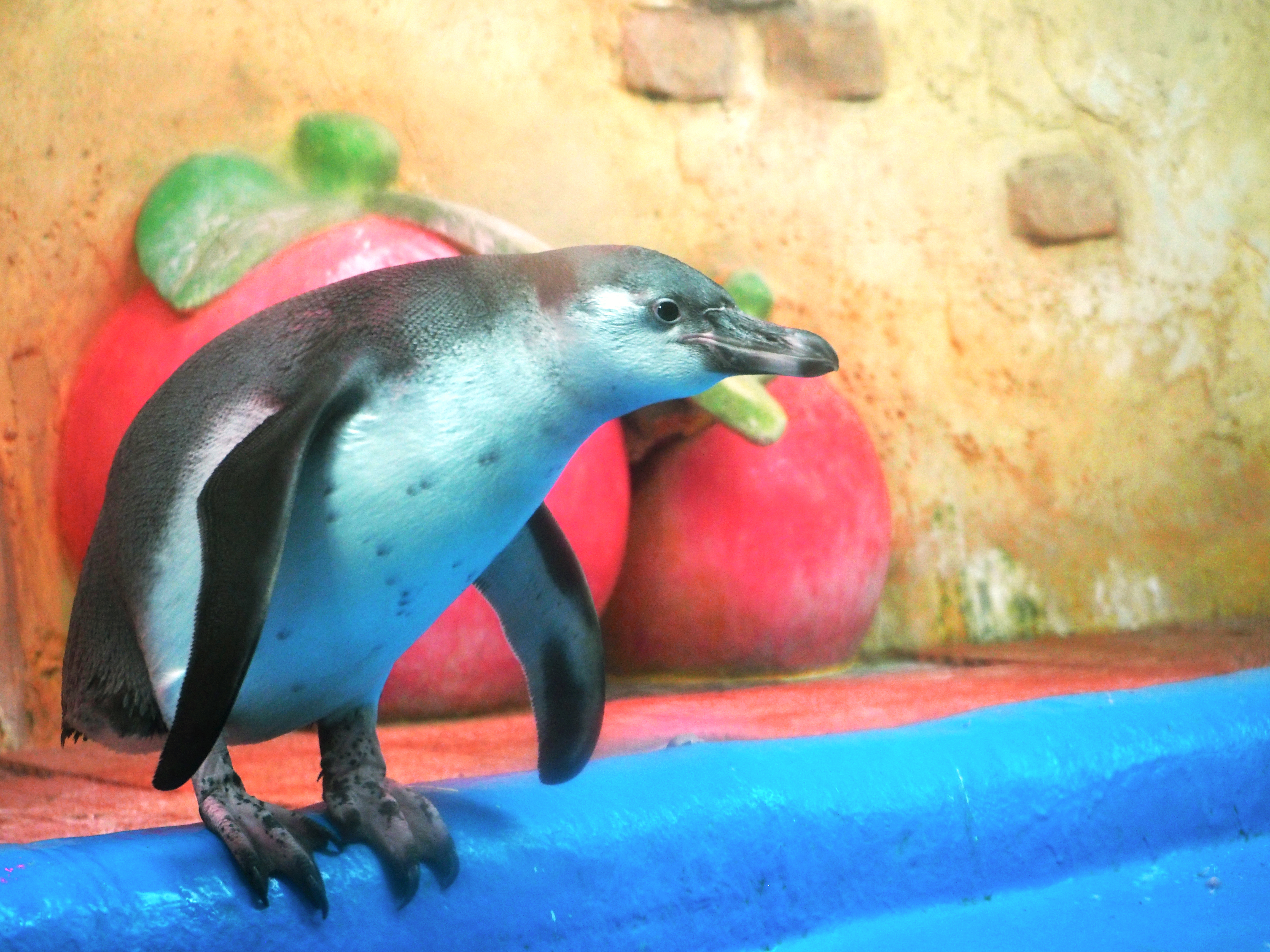 OLYMPUS DIGITAL CAMERA