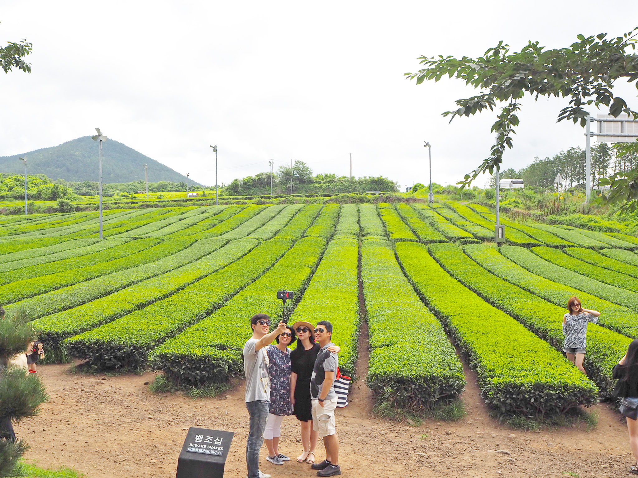 Innisfree Jeju House: scenic cafe & unique brand store