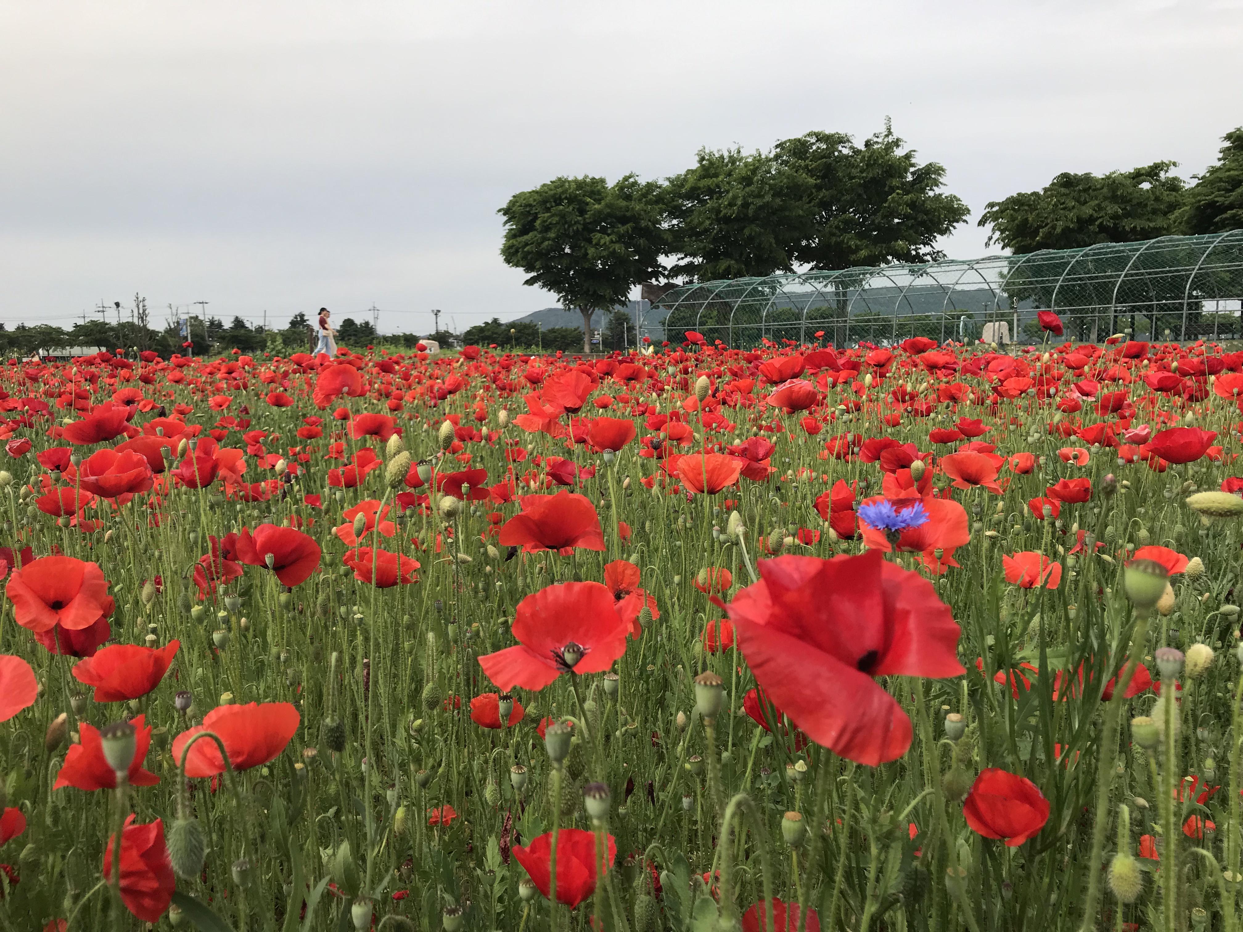 Cheomseongdae Observatory flower fields