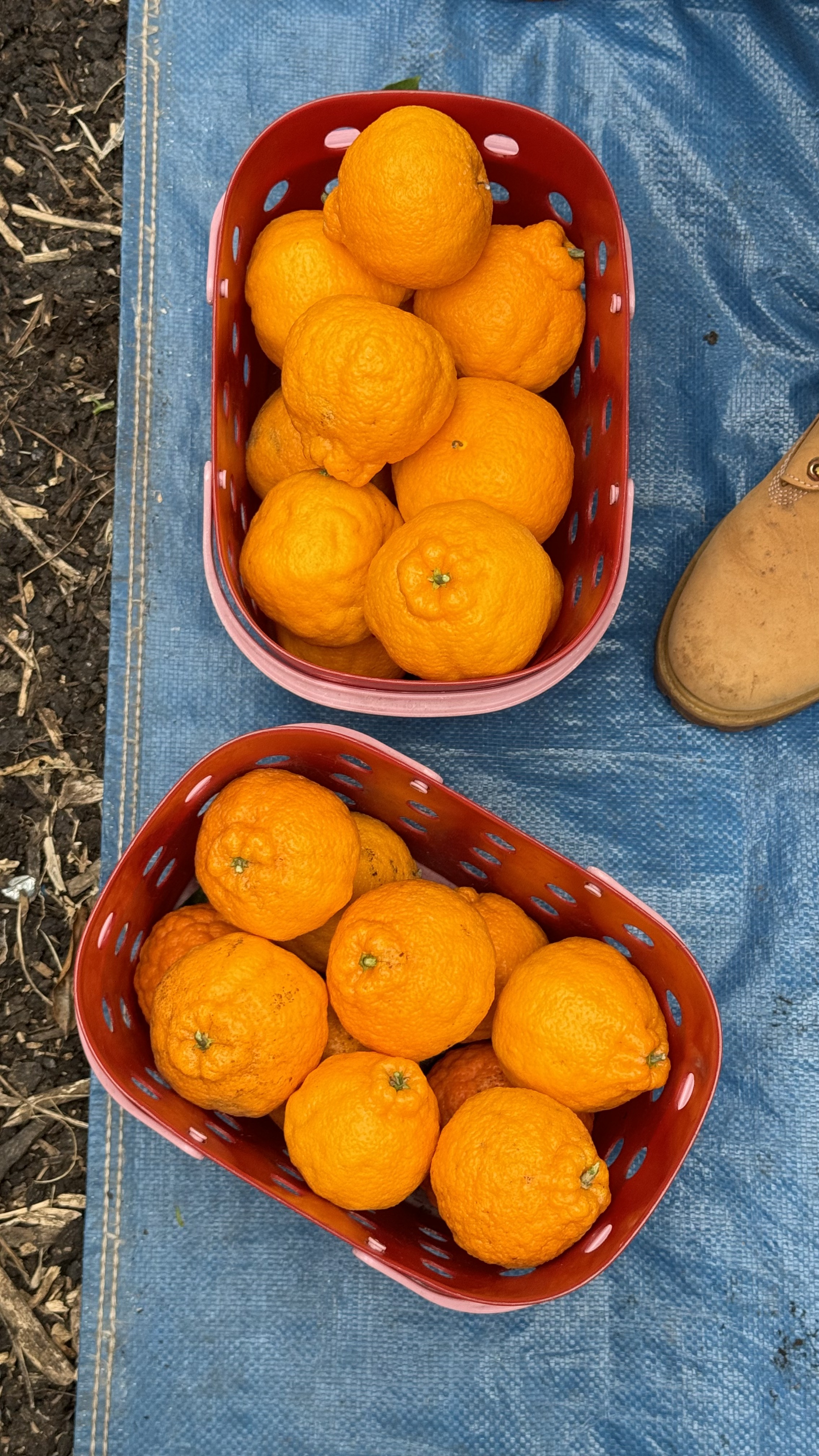 Hallabong Raspberry Haepoom Farm: Hallabong Picking in Jeju! - Tofu V Travels