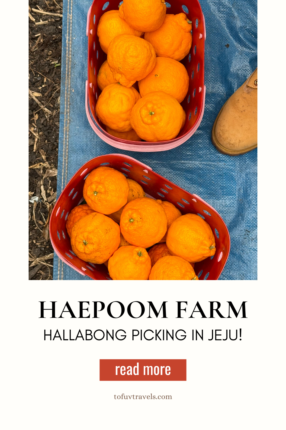 Hallabong Raspberry Haepoom Farm: Hallabong Picking in Jeju! - Tofu V Travels