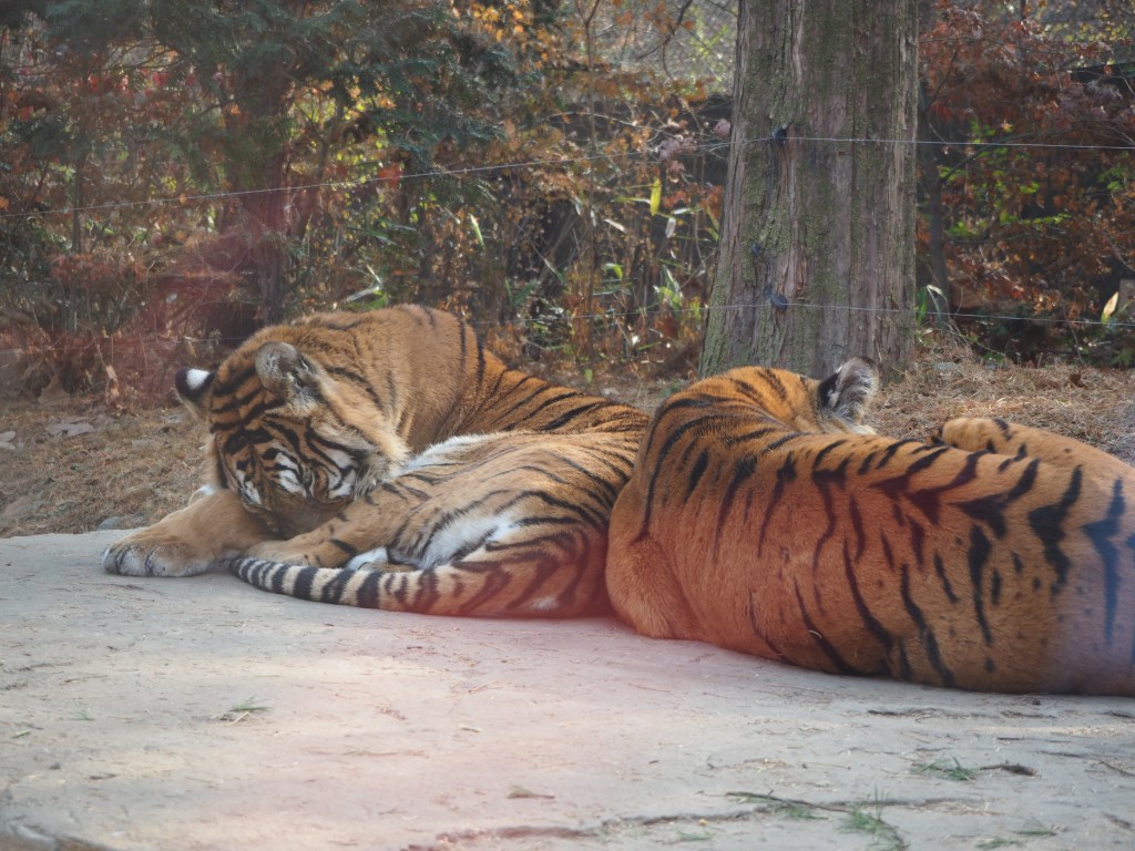 Everland zootopia tiger
