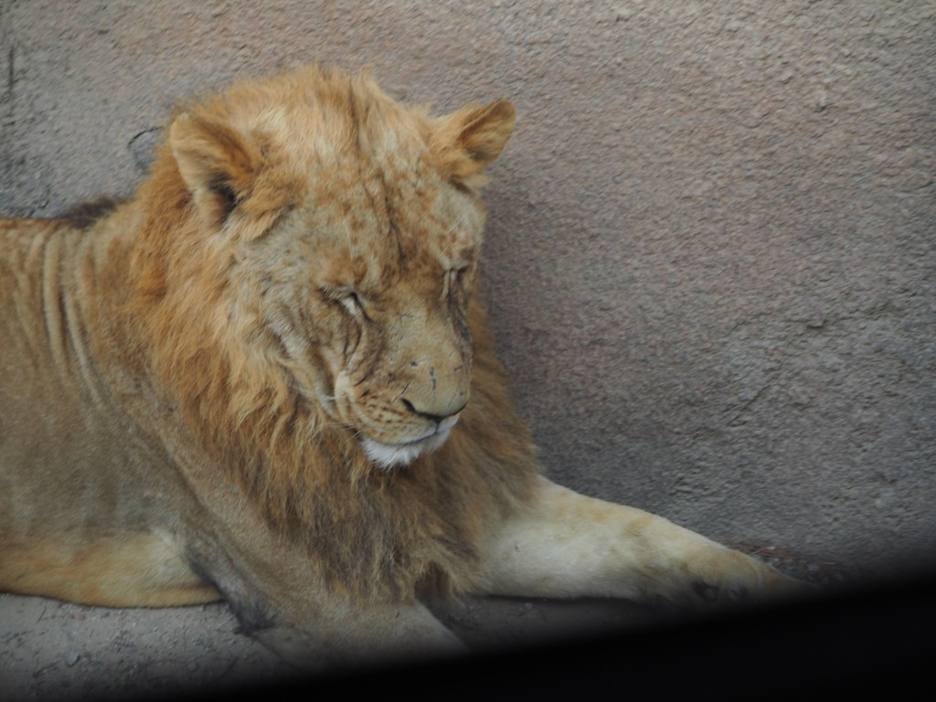Everland zootopia lion