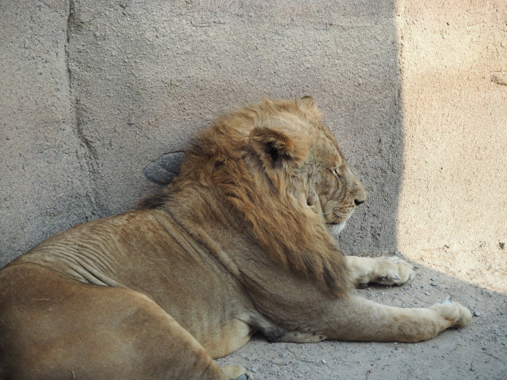 Everland zootopia lion