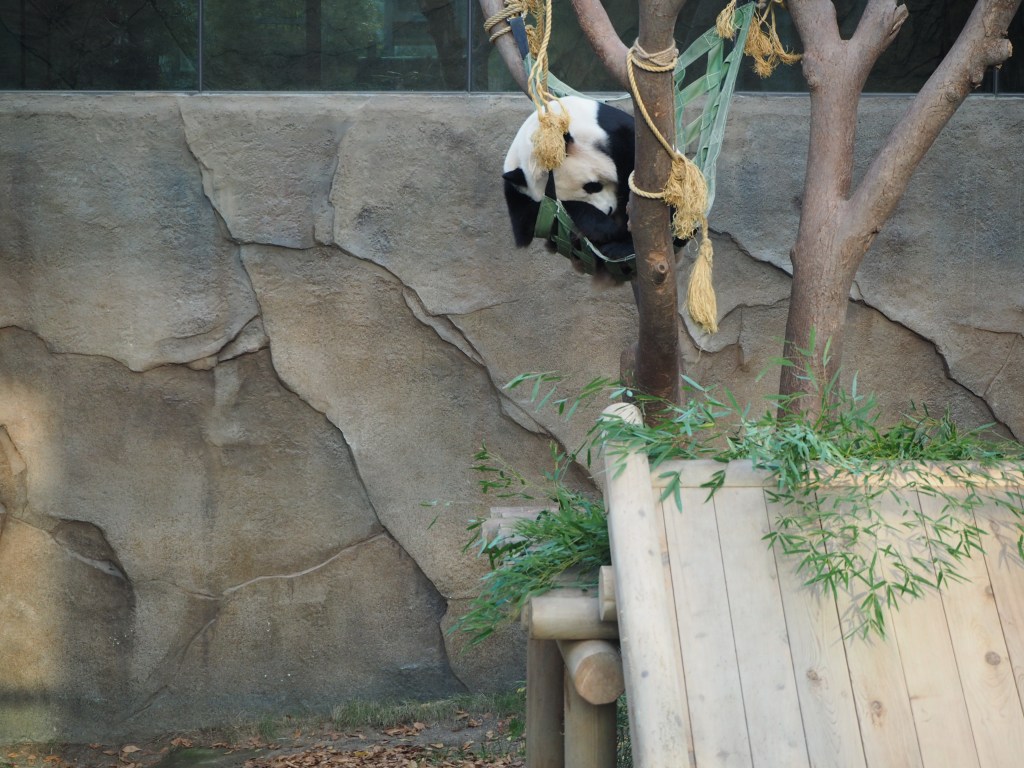 Everland panda