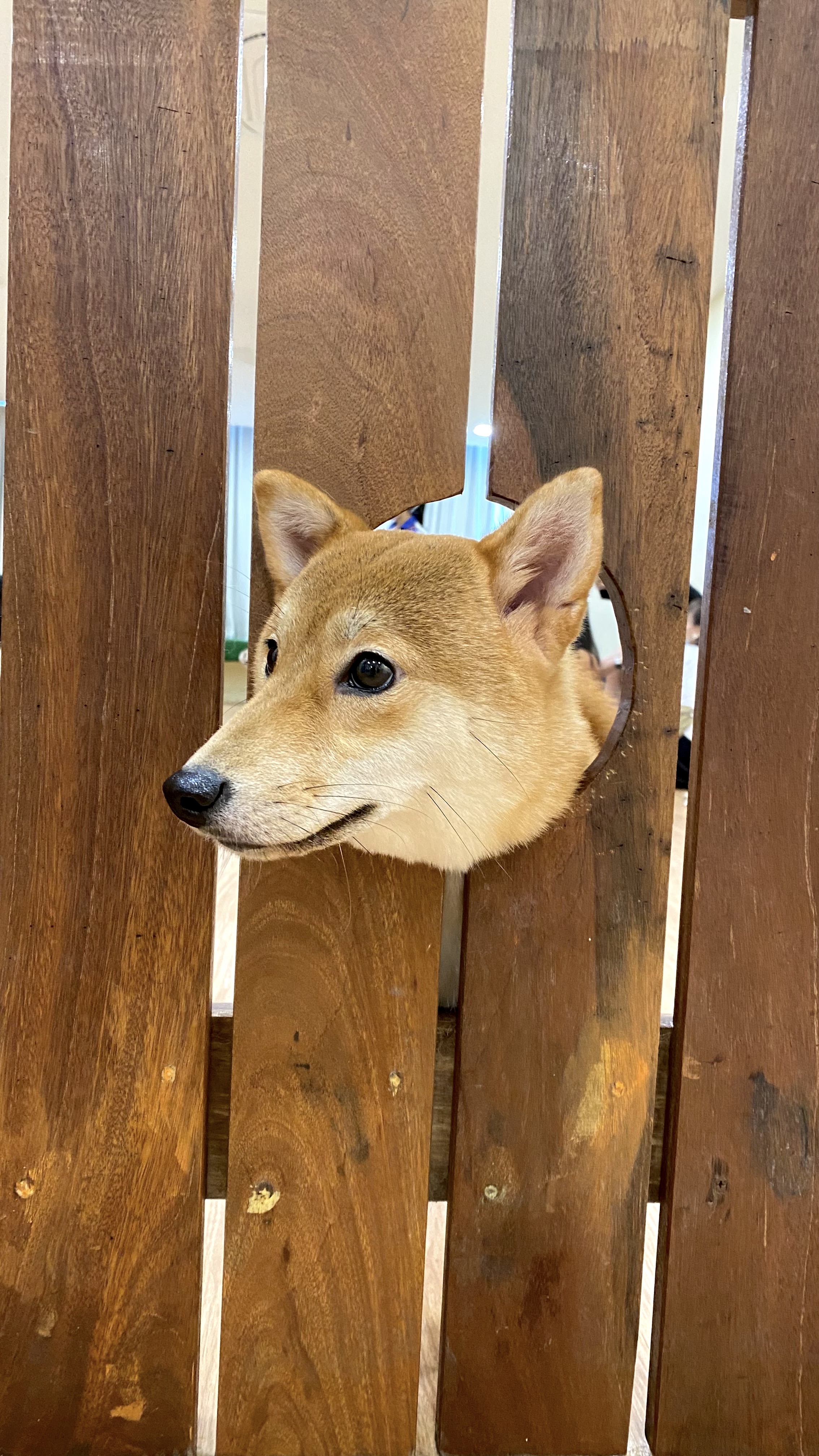 Shiba Cafe: cute dog café in Mount Austin, Johor Bahru