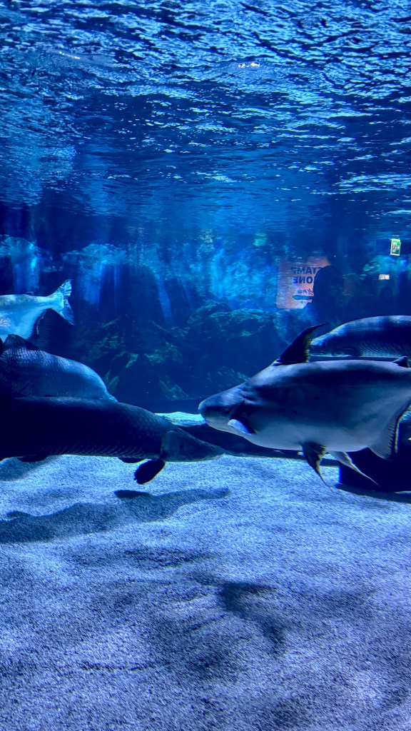 COEX Aquarium